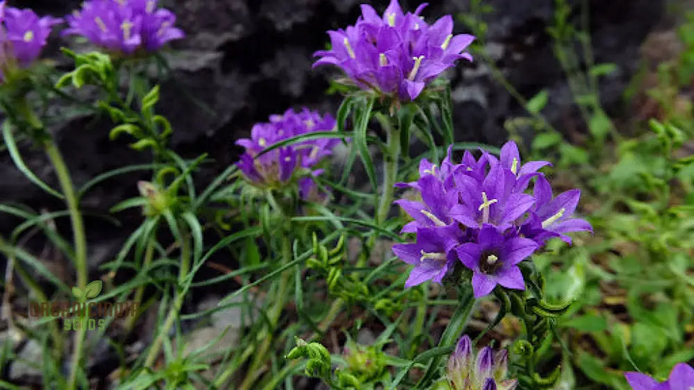 Edraianthus Dalmaticus Flower Seeds For Planting Adding Balkan Beauty To Your Garden