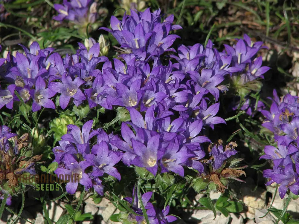 Edraianthus Graminifolius Flower Seeds For Planting Graceful Grass-Like Blooms For Your Garden