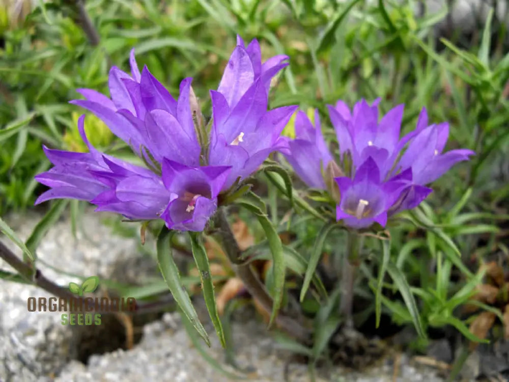 Edraianthus Graminifolius Flower Seeds For Planting Graceful Grass-Like Blooms For Your Garden