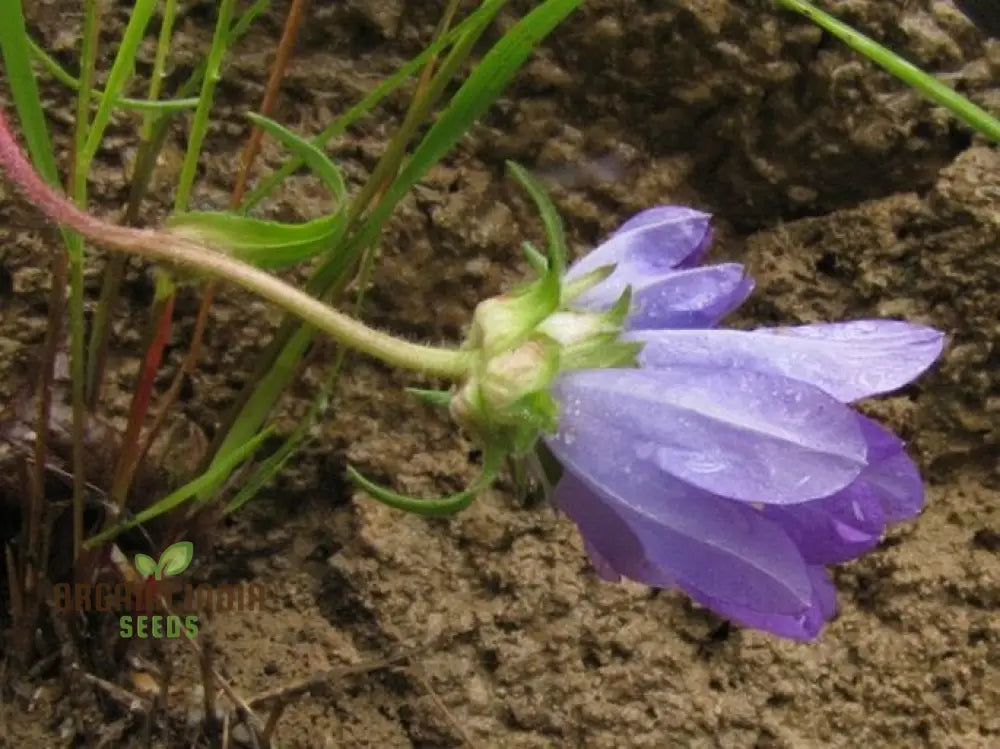 Edraianthus Montenegrinus Flower Seeds For Planting Alpine Elegance For Your Garden