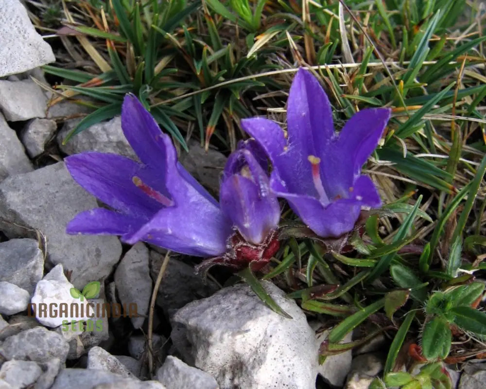 Edraianthus Montenegrinus Flower Seeds For Planting Alpine Elegance For Your Garden