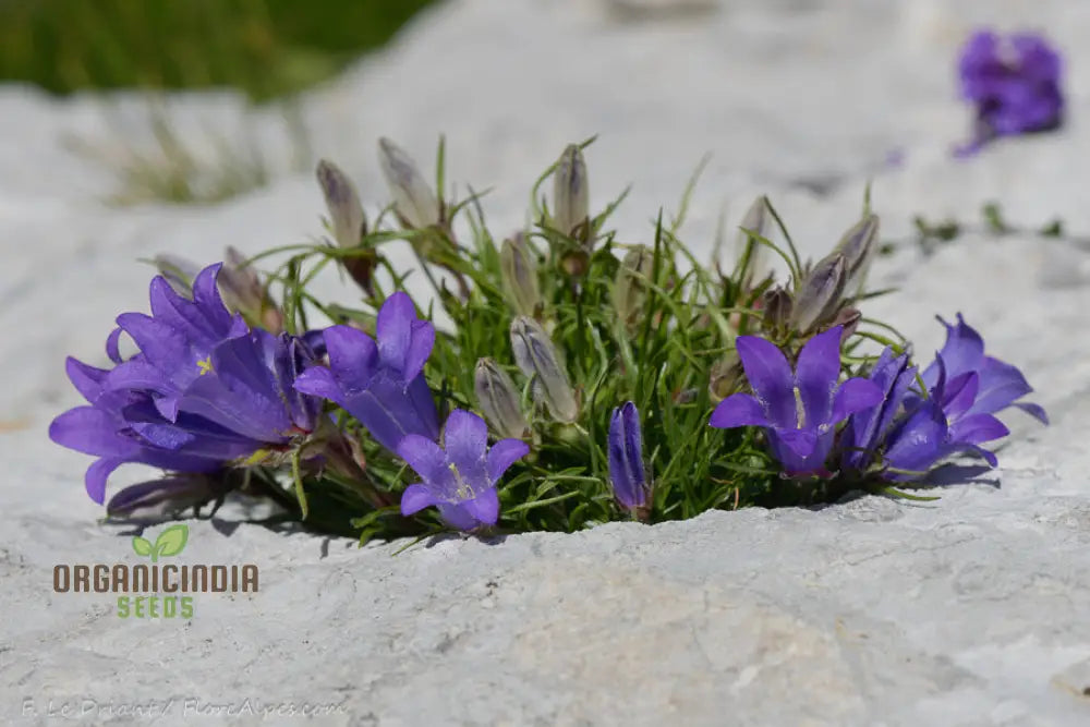 Edraianthus Montenegrinus Flower Seeds For Planting Alpine Elegance For Your Garden