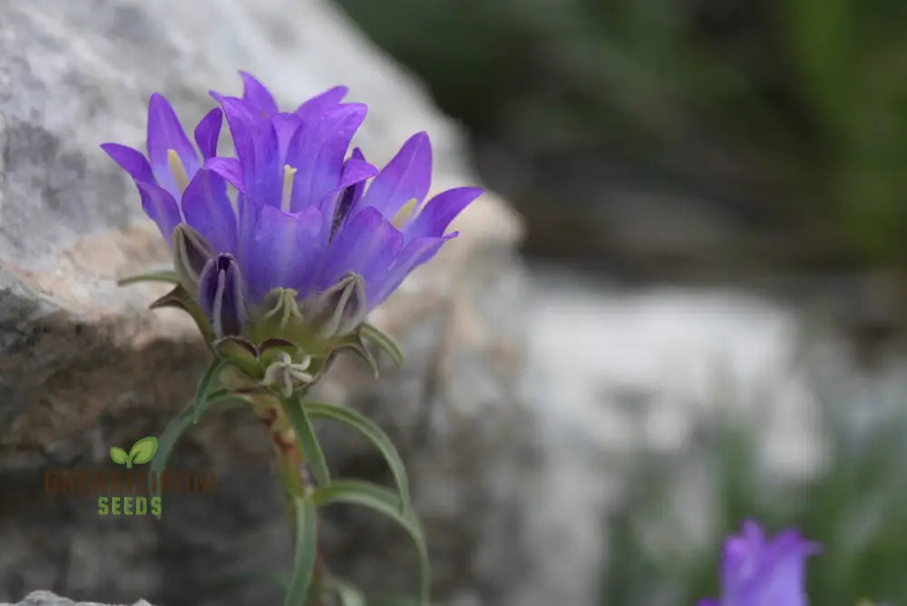 Edraianthus Serbicus Flower Seeds For Planting Bring Serbian Alpine Beauty To Your Garden