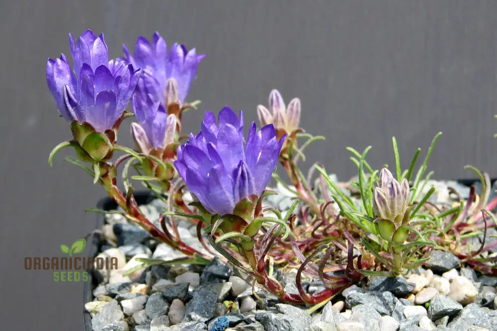 Edraianthus Serbicus Flower Seeds For Planting Bring Serbian Alpine Beauty To Your Garden