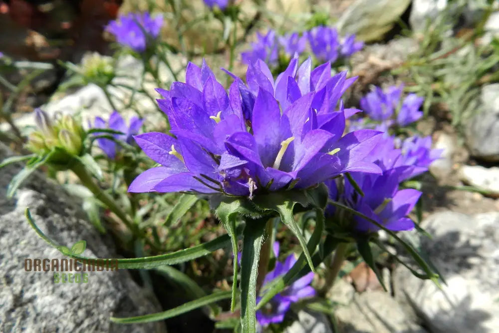 Edraianthus Serbicus Flower Seeds For Planting Bring Serbian Alpine Beauty To Your Garden