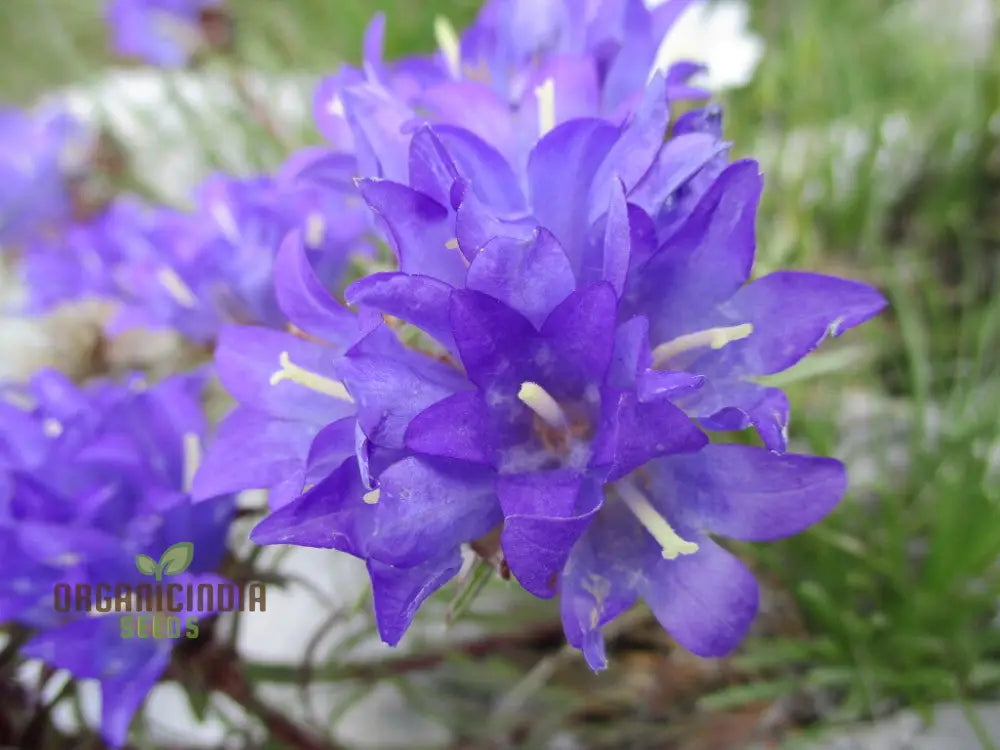 Edraianthus Serbicus Flower Seeds For Planting Bring Serbian Alpine Beauty To Your Garden