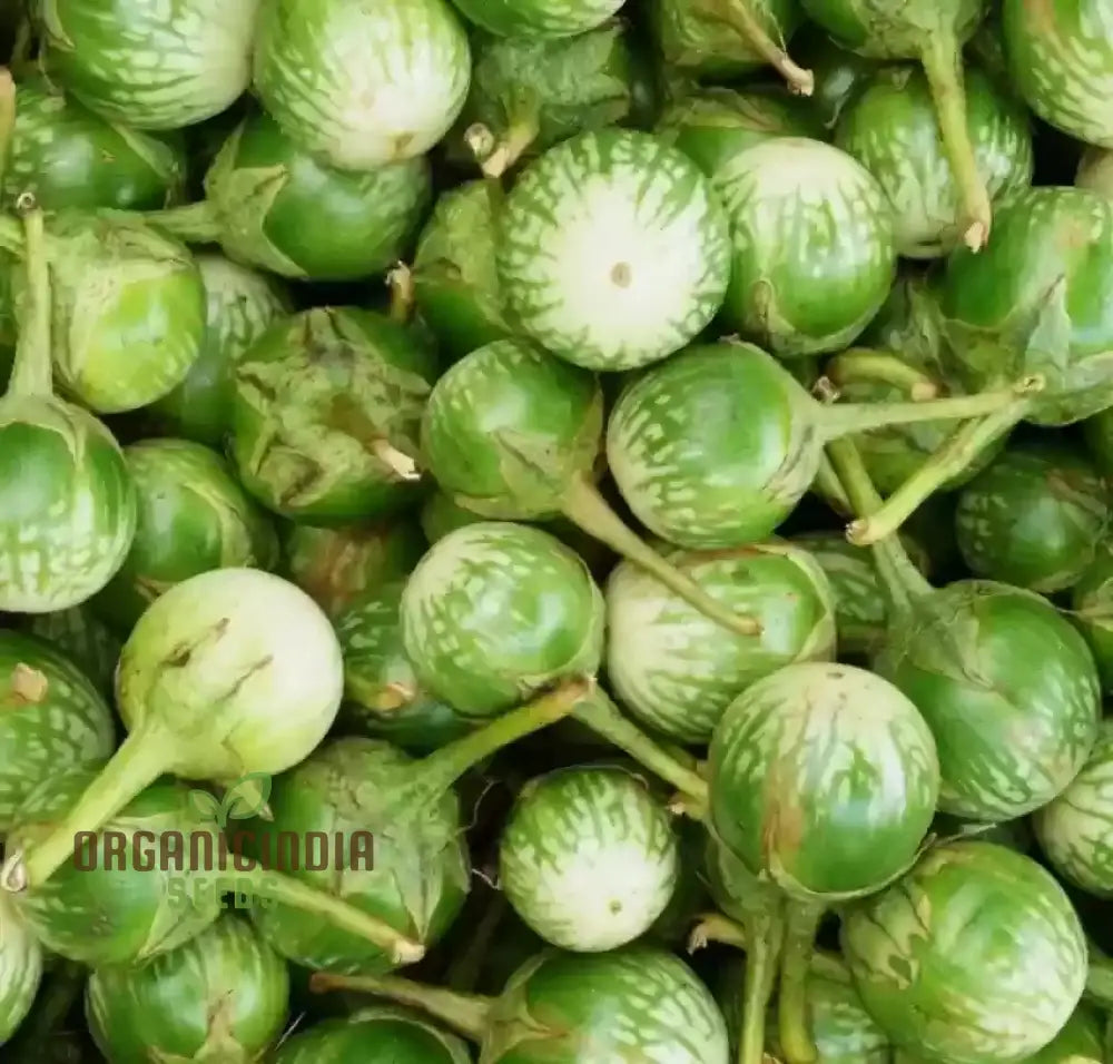 Eggplant - Asian Mini Green F1 Seeds – Elevate Your Gardening With High-Yield Flavorful Harvests!