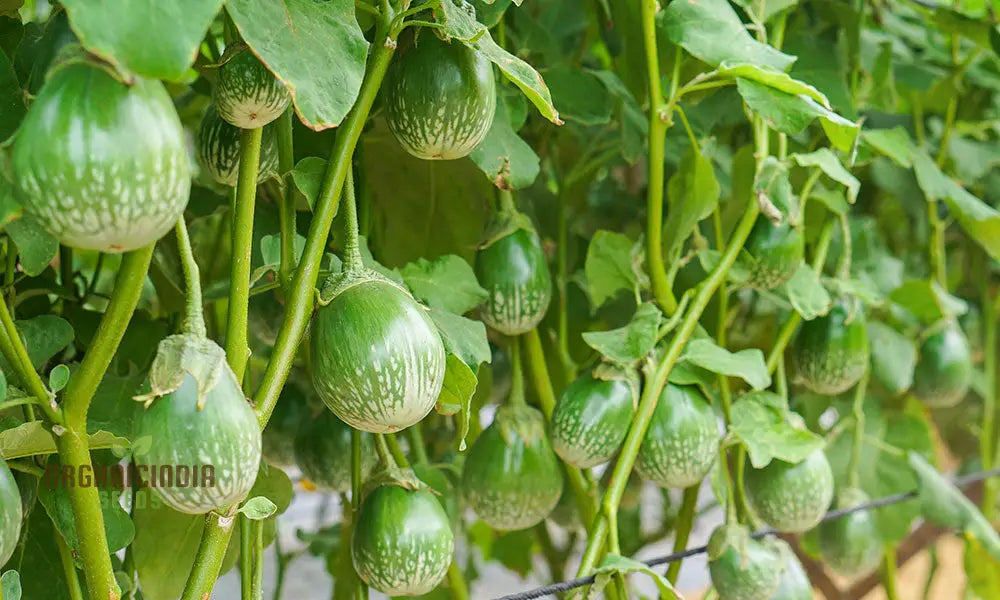 Eggplant - Asian Mini Green F1 Seeds – Elevate Your Gardening With High-Yield Flavorful Harvests!