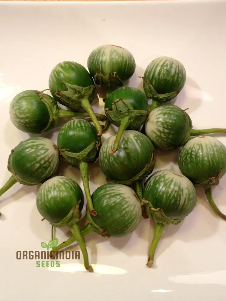 Eggplant - Asian Mini Green F1 Seeds – Elevate Your Gardening With High-Yield Flavorful Harvests!