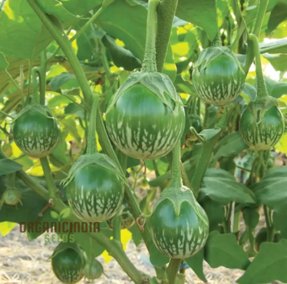 Eggplant - Asian Mini Green F1 Seeds – Elevate Your Gardening With High-Yield Flavorful Harvests!