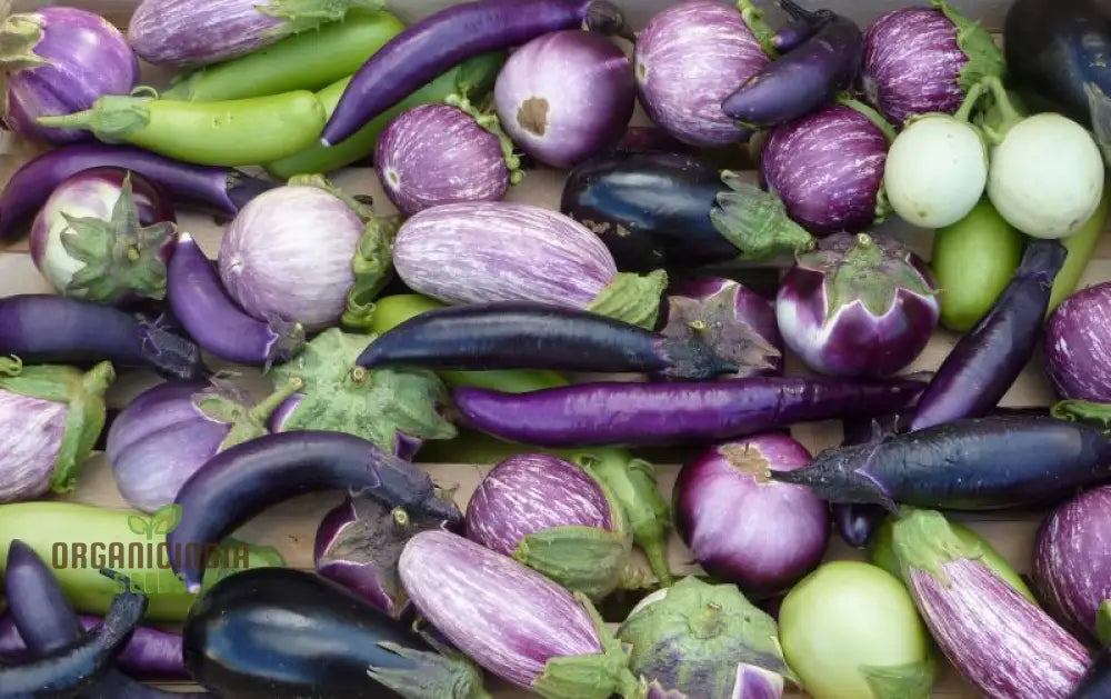 Eggplant Heirloom Mix Seeds – Elevate Your Gardening With A Variety Of Flavors And Colors