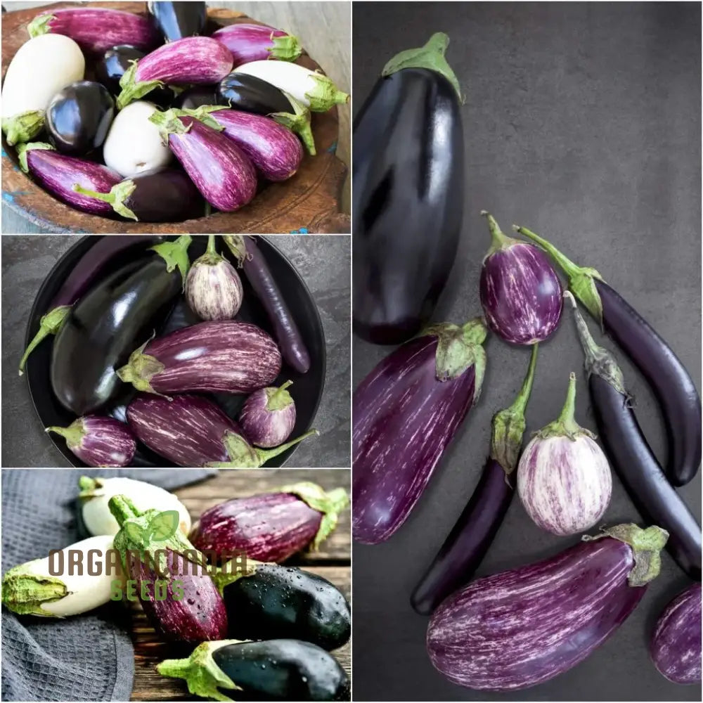 Eggplant Heirloom Mix Seeds – Elevate Your Gardening With A Variety Of Flavors And Colors