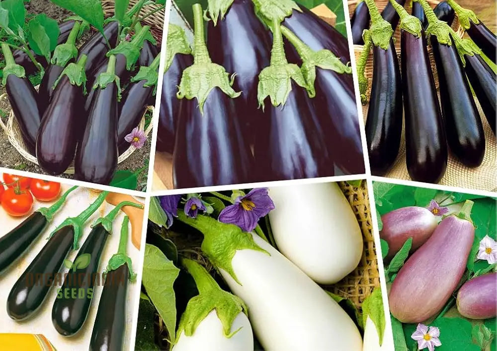 Eggplant Heirloom Mix Seeds – Elevate Your Gardening With A Variety Of Flavors And Colors