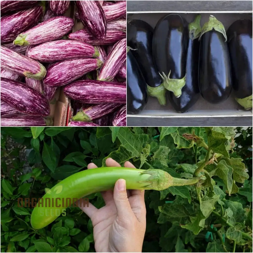 Eggplant Heirloom Mix Seeds – Elevate Your Gardening With A Variety Of Flavors And Colors