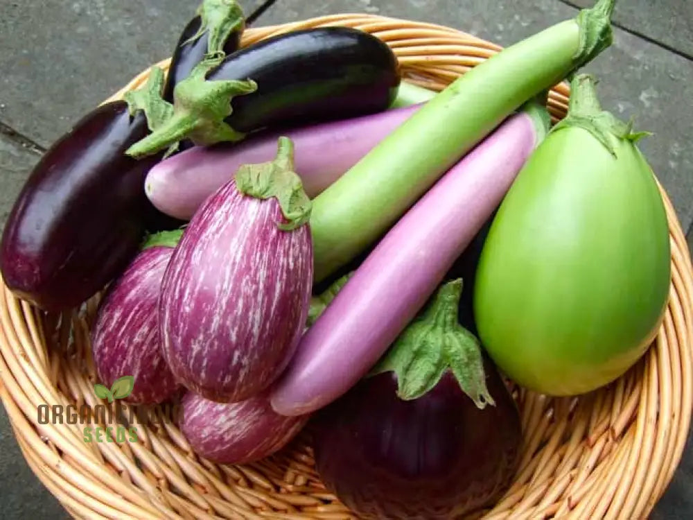 Eggplant Heirloom Mix Seeds – Elevate Your Gardening With A Variety Of Flavors And Colors