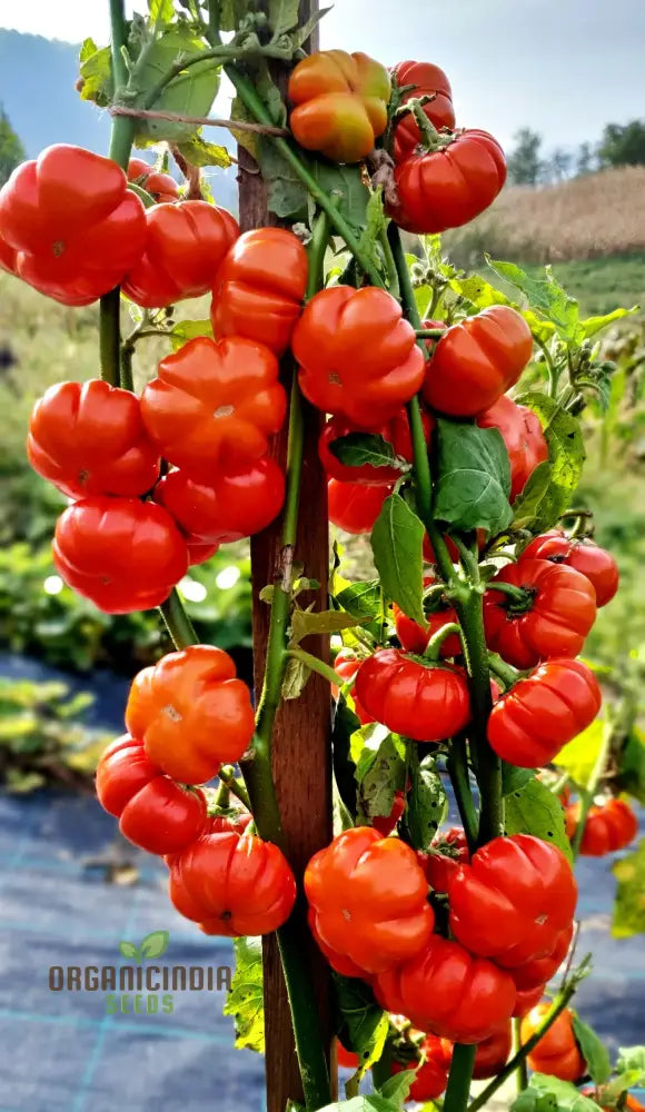 Eggplant - Red Ruffle Seeds – Elevate Your Gardening With Vibrant Flavorful Harvests!