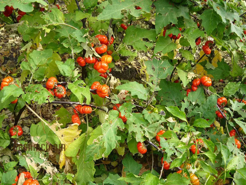 Eggplant - Red Ruffle Seeds – Elevate Your Gardening With Vibrant Flavorful Harvests!