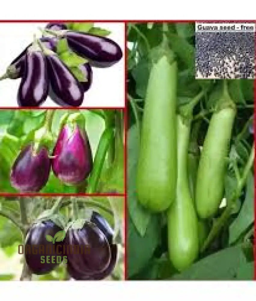 Eggplant Seeds Assorted 5 Packs | Premium Quality For Planting And Gardening