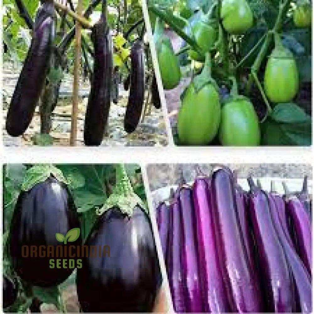 Eggplant Seeds Assorted 5 Packs | Premium Quality For Planting And Gardening