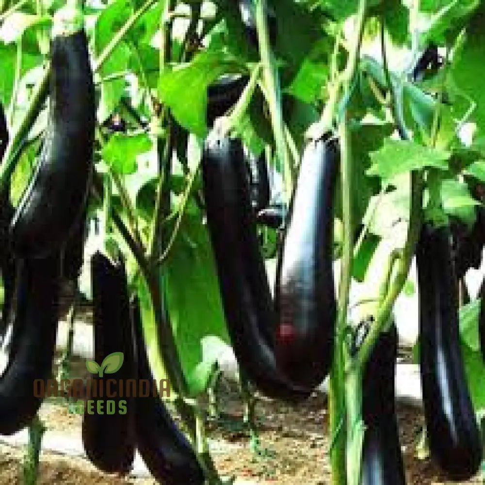 Eggplant Seeds Assorted 5 Packs | Premium Quality For Planting And Gardening