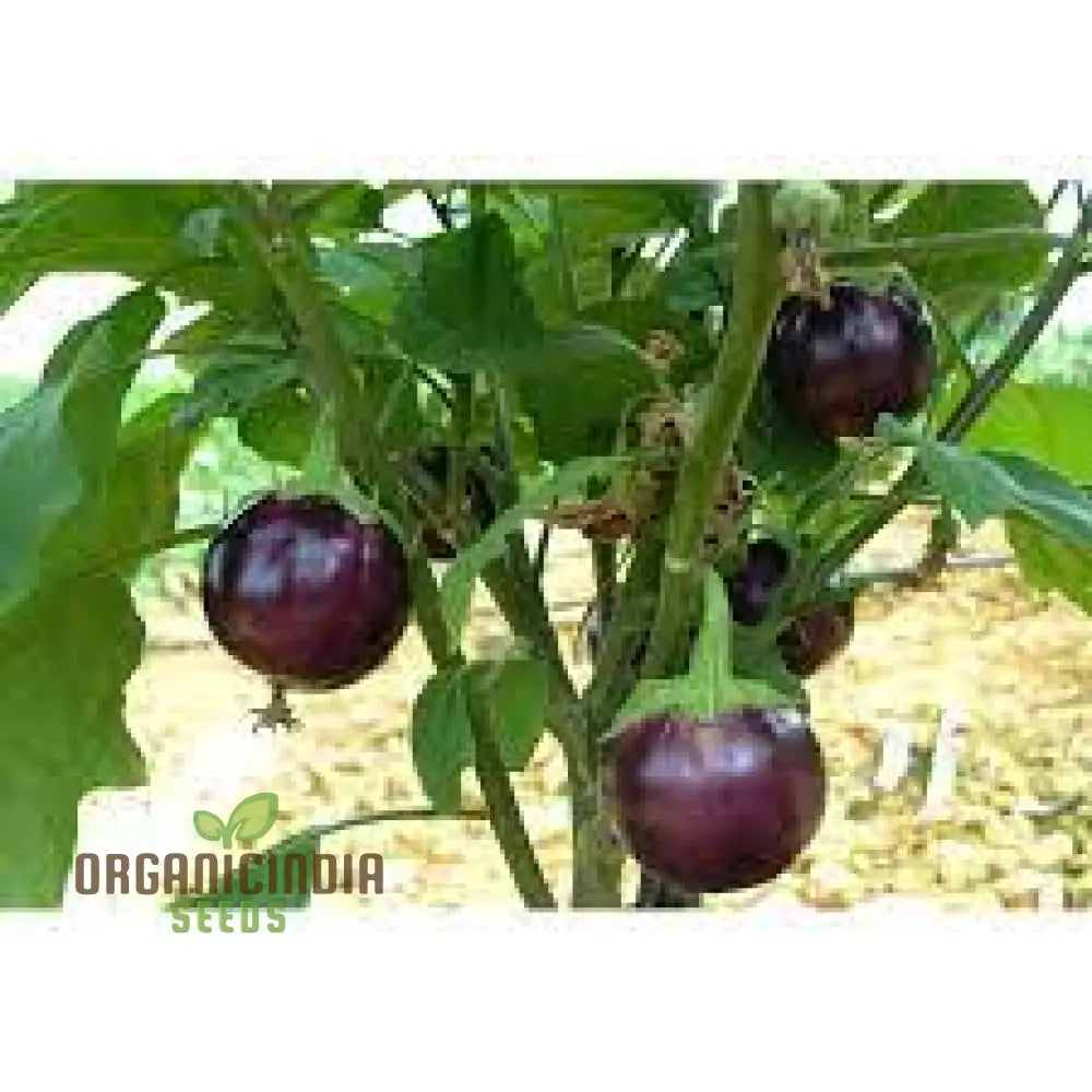 Eggplant Seeds Assorted 5 Packs | Premium Quality For Planting And Gardening