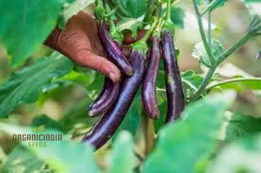 Eggplant Seeds Assorted 5 Packs | Premium Quality For Planting And Gardening