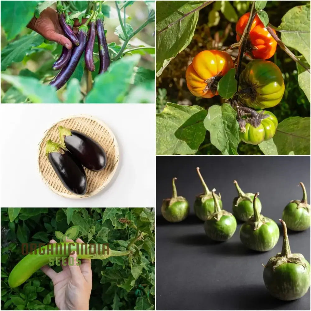 Eggplant Seeds Assorted 5 Packs | Premium Quality For Planting And Gardening