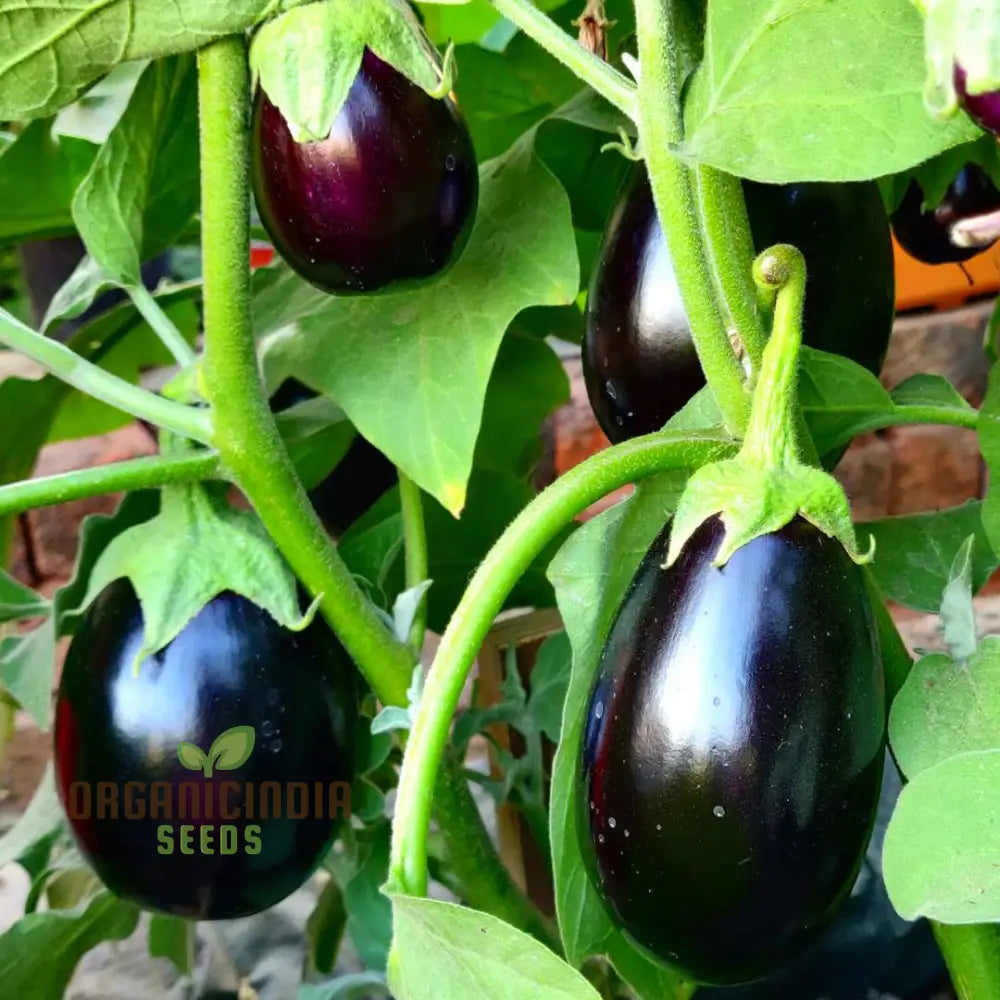 Eggplant Seeds - Black Beauty For Successful Planting