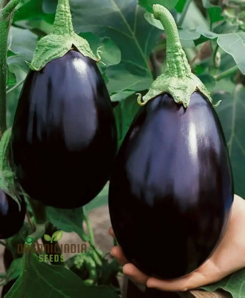 Eggplant Seeds - Black Beauty For Successful Planting