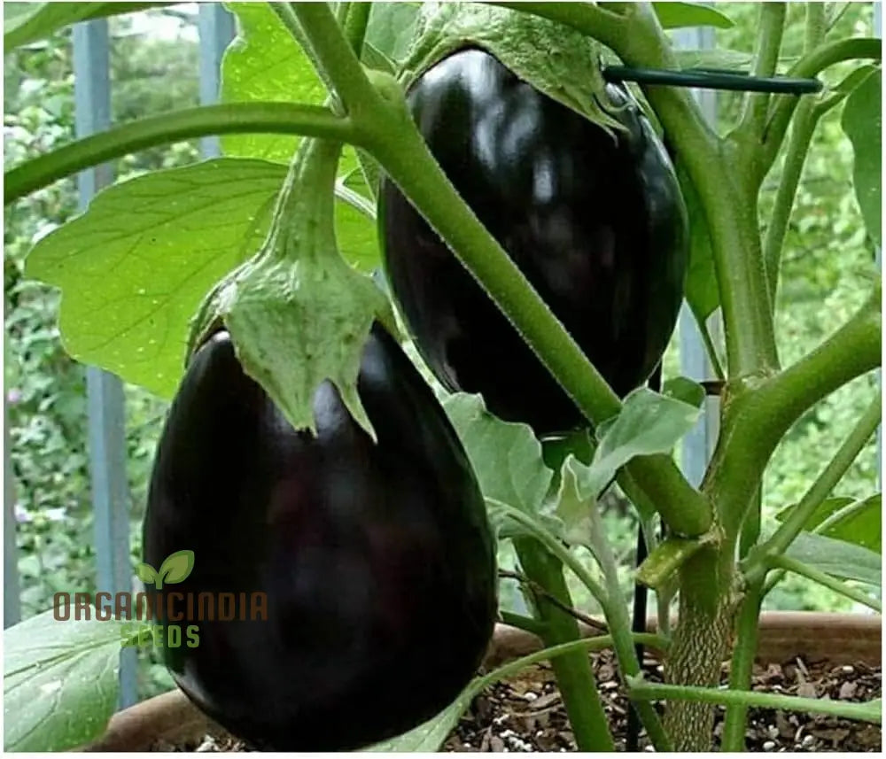 Eggplant Seeds - Black Beauty For Successful Planting