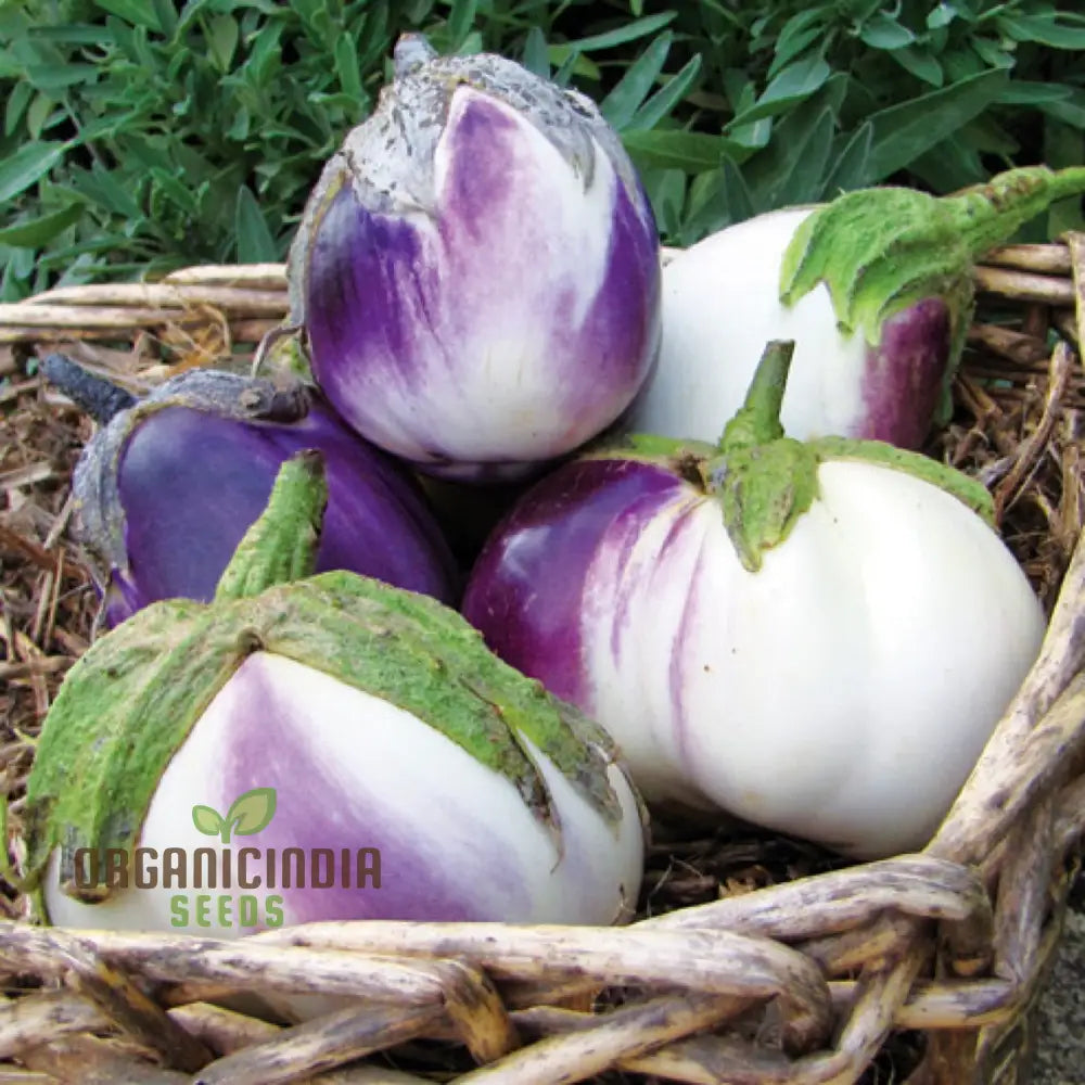 Eggplant Seeds - Rosa Bianca Organic For Planting In Your Garden