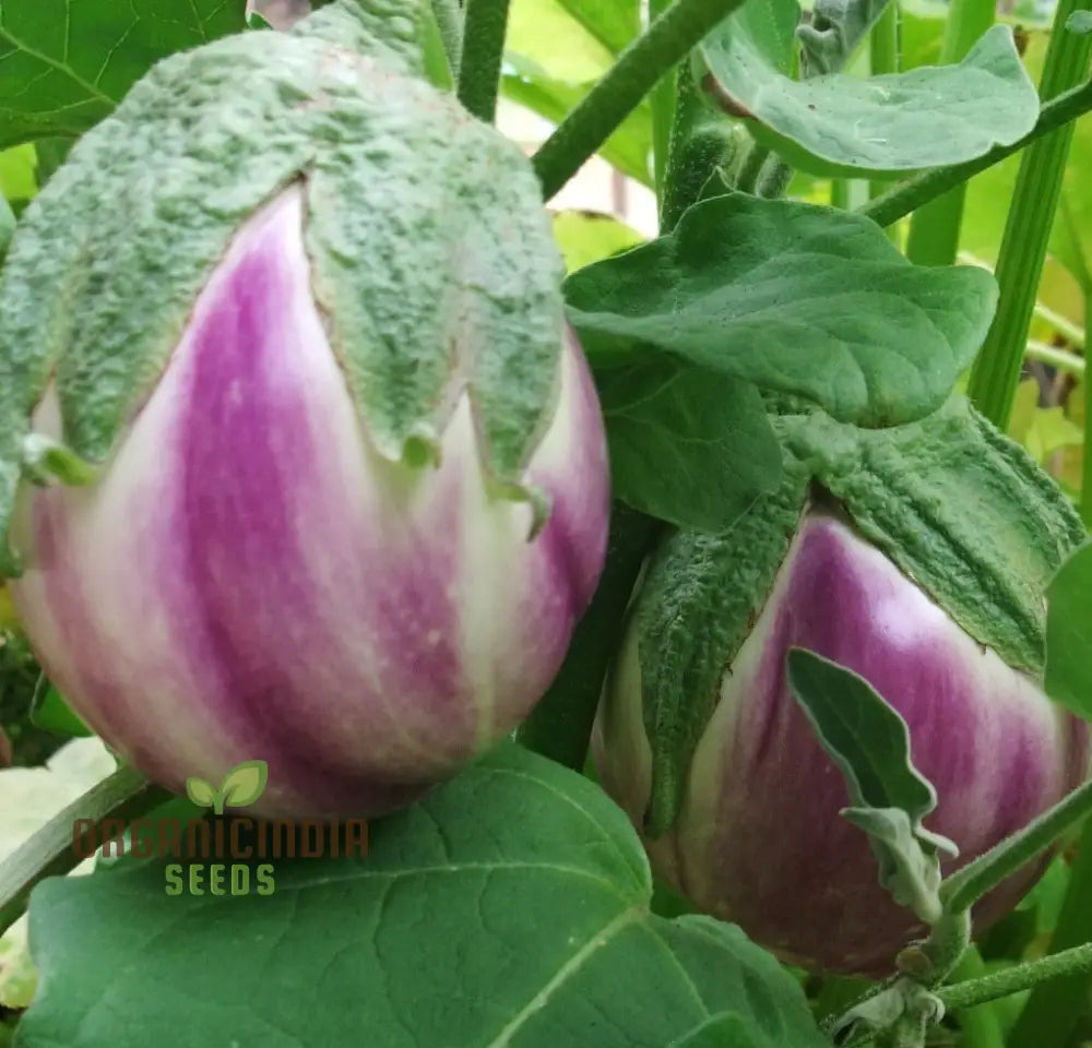 Eggplant Seeds - Rosa Bianca Organic For Planting In Your Garden