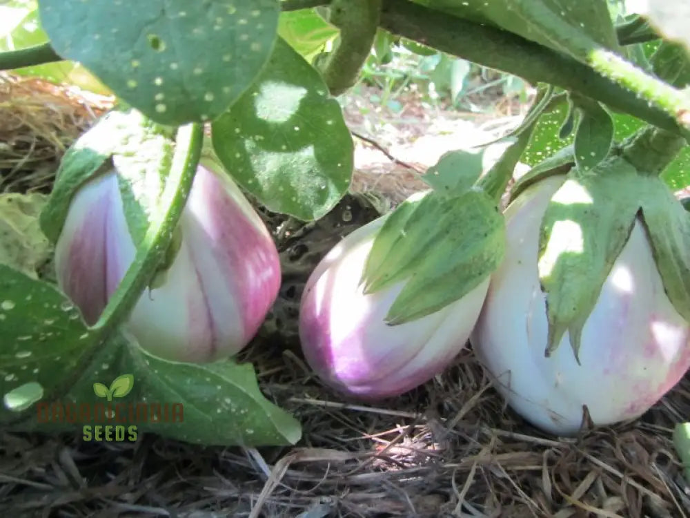 Eggplant Seeds - Rosa Bianca Organic For Planting In Your Garden