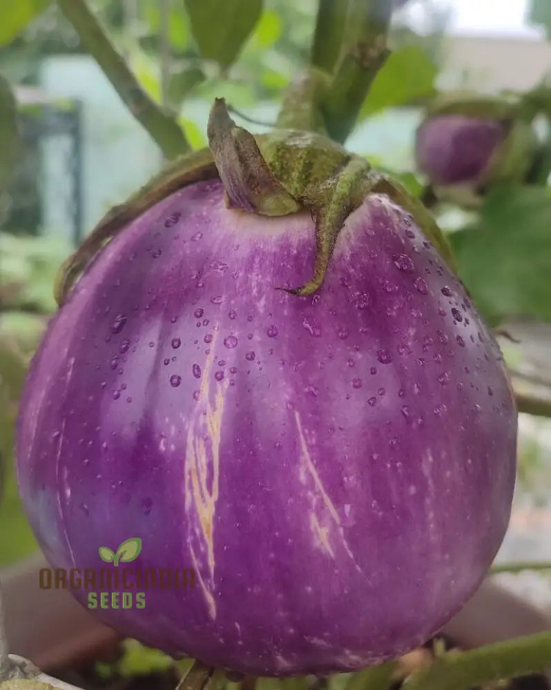 Eggplant Seeds - Rosa Bianca Organic For Planting In Your Garden