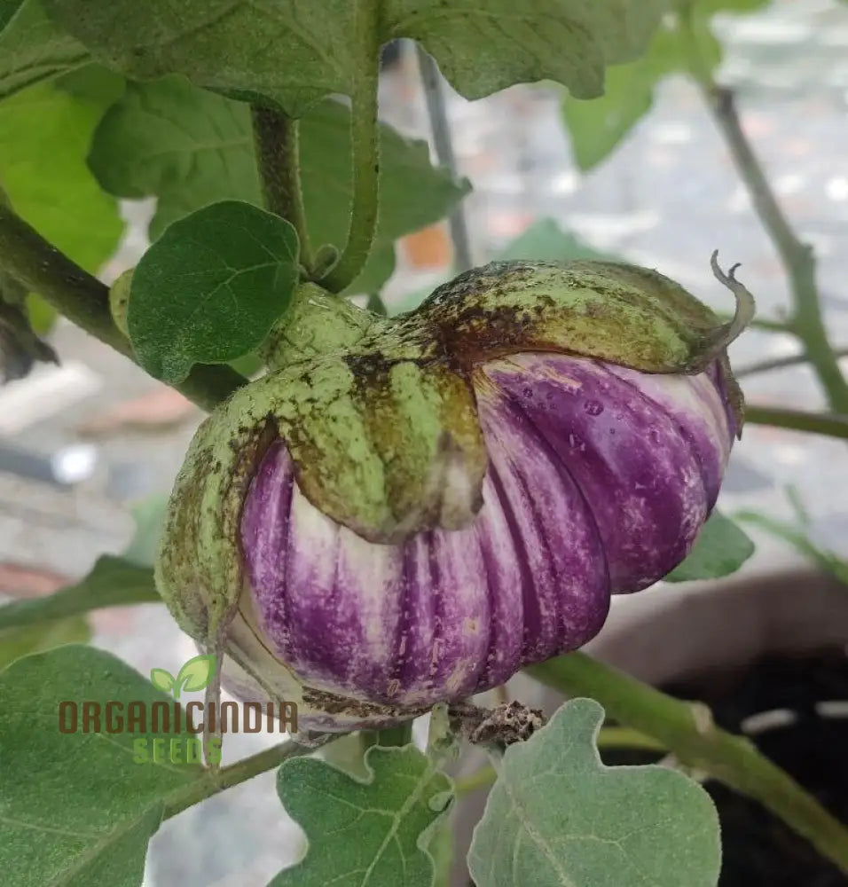 Eggplant Seeds - Rosa Bianca Organic For Planting In Your Garden