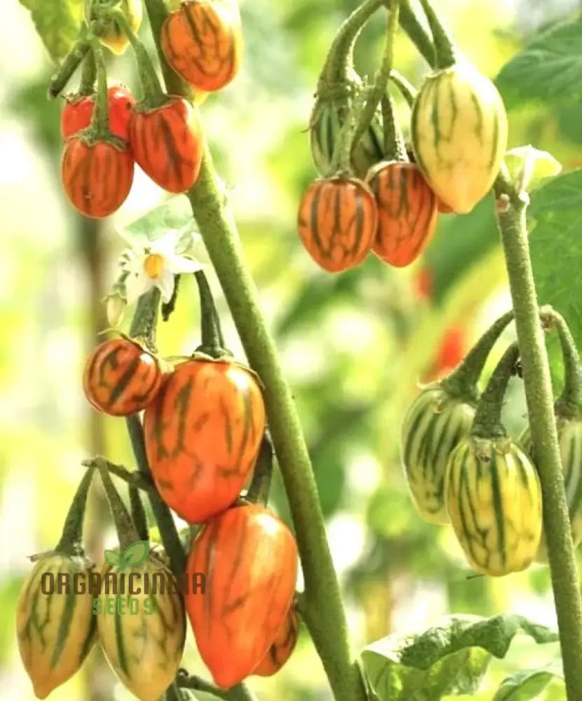 Eggplant - Togo Seeds For A Unique Gardening Experience And Bountiful Harvest Of Flavorful Produce!