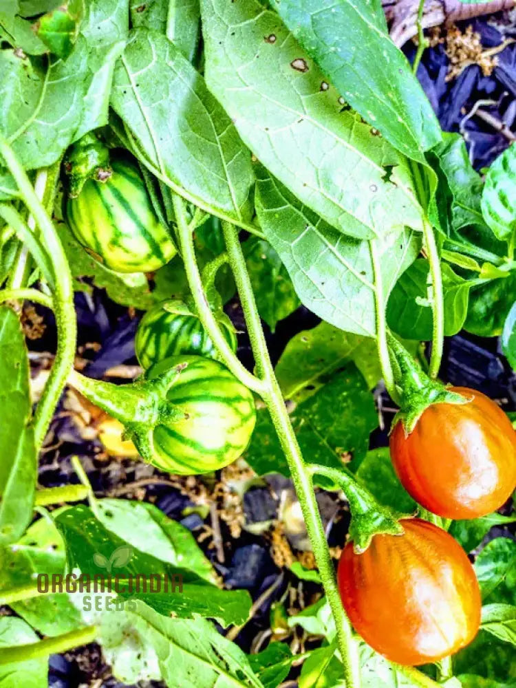 Eggplant - Togo Seeds For A Unique Gardening Experience And Bountiful Harvest Of Flavorful Produce!