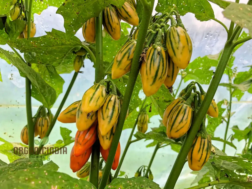 Eggplant - Togo Seeds For A Unique Gardening Experience And Bountiful Harvest Of Flavorful Produce!