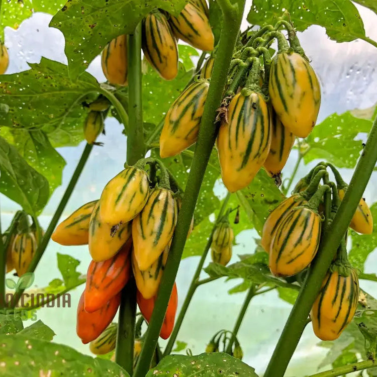 Eggplant - Togo Seeds For A Unique Gardening Experience And Bountiful Harvest Of Flavorful Produce!