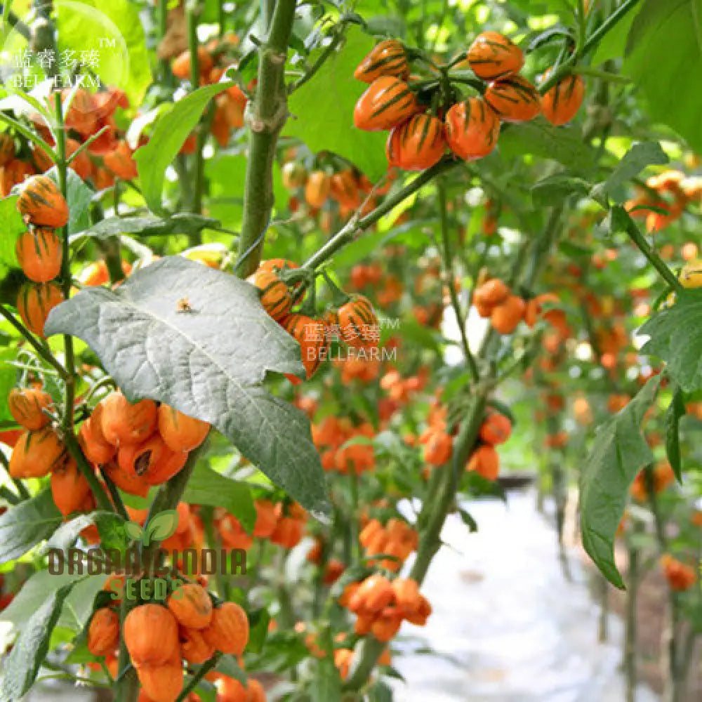 Eggplant - Togo Seeds For A Unique Gardening Experience And Bountiful Harvest Of Flavorful Produce!