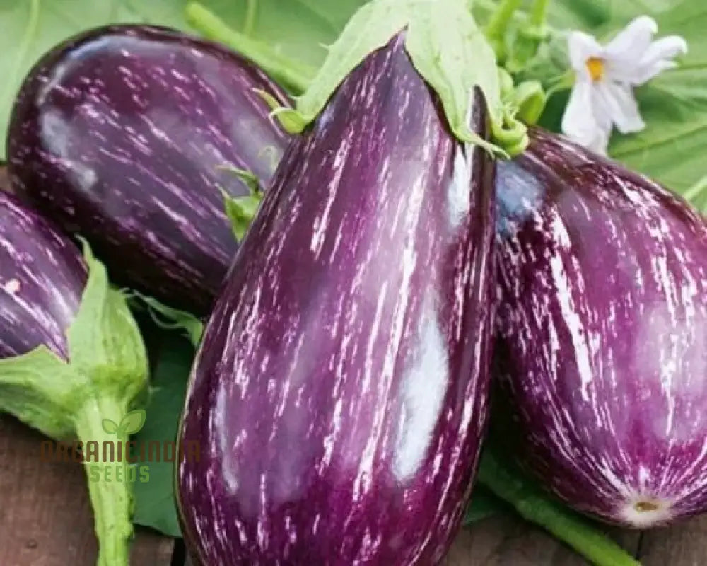 Eggplant - Tsakoniki Seeds For Gardening Enthusiasts | Premium Quality