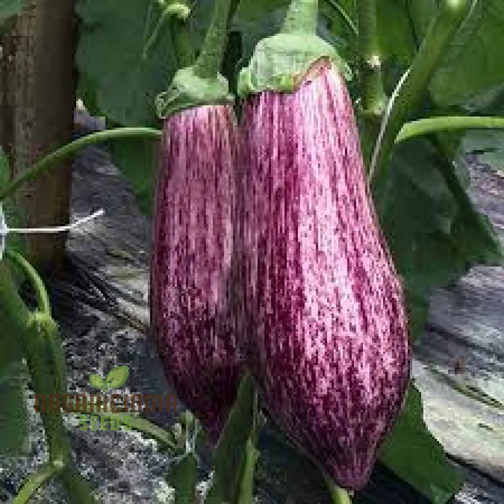 Eggplant - Tsakoniki Seeds For Gardening Enthusiasts | Premium Quality