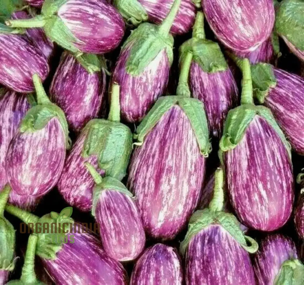 Eggplant - Tsakoniki Seeds For Gardening Enthusiasts | Premium Quality