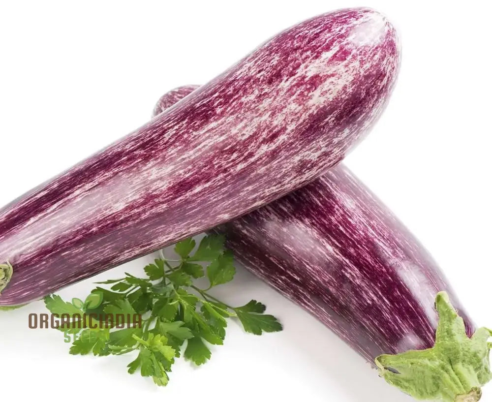 Eggplant - Tsakoniki Seeds For Gardening Enthusiasts | Premium Quality