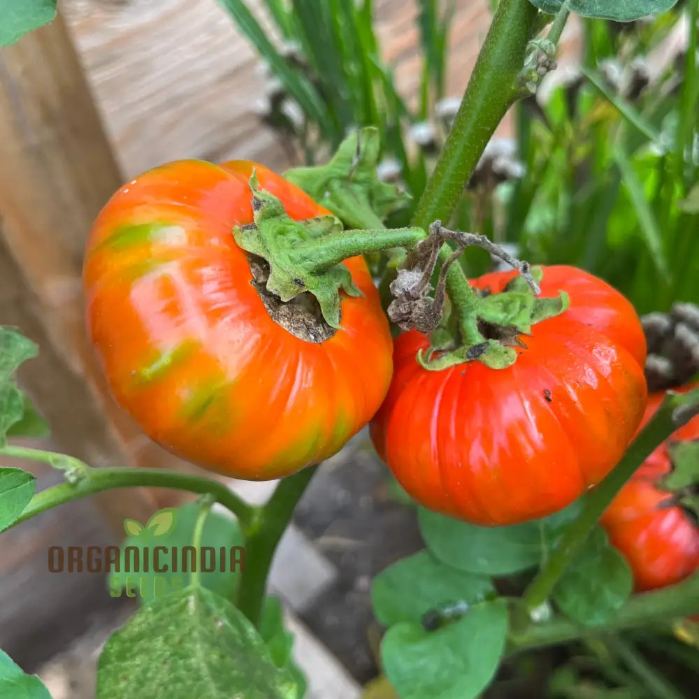 Eggplant Turkish Orange Seeds - Premium Quality For Planting And Gardening