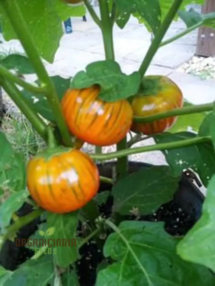 Eggplant Turkish Orange Seeds - Premium Quality For Planting And Gardening