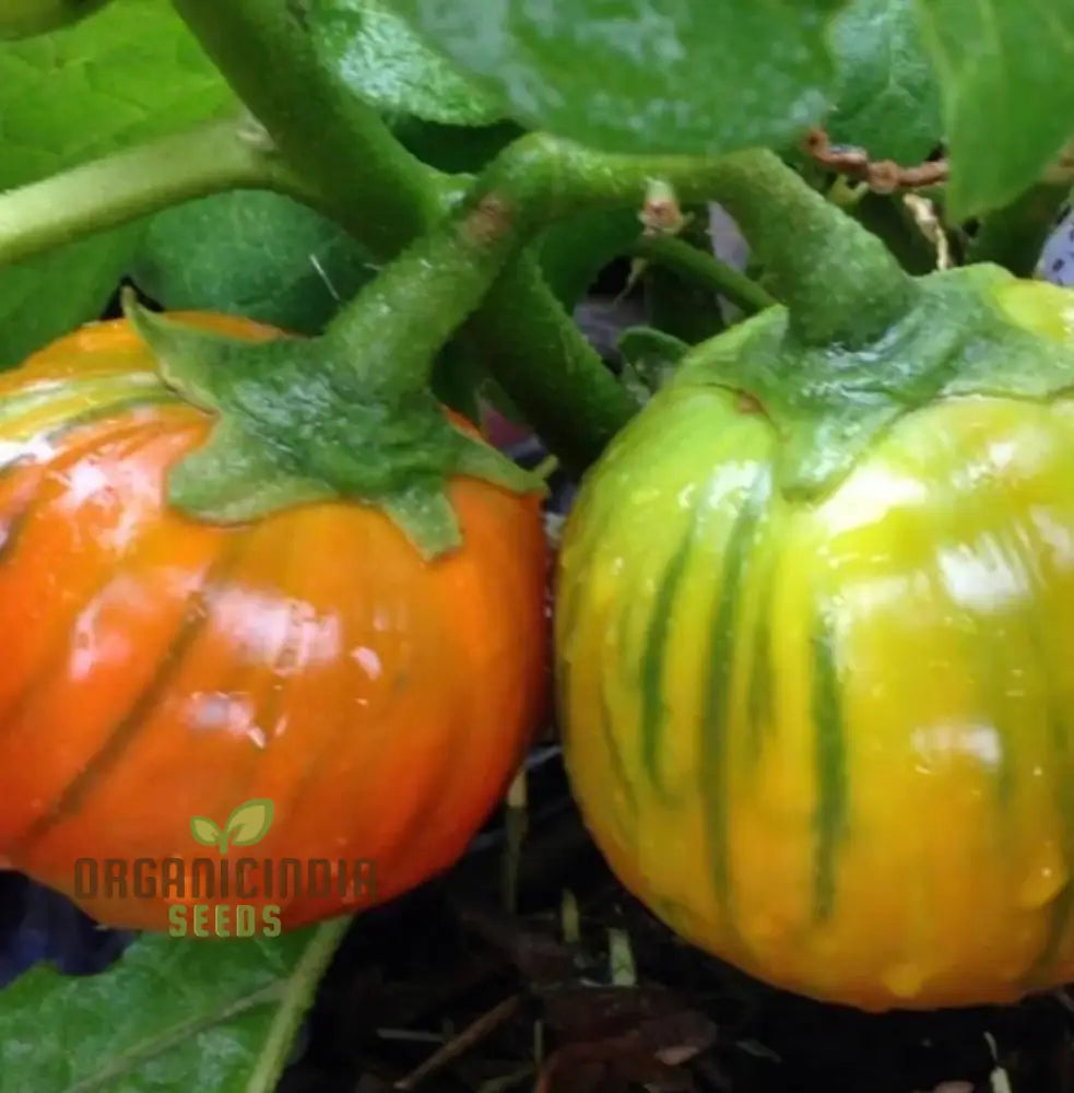 Eggplant Turkish Orange Seeds - Premium Quality For Planting And Gardening