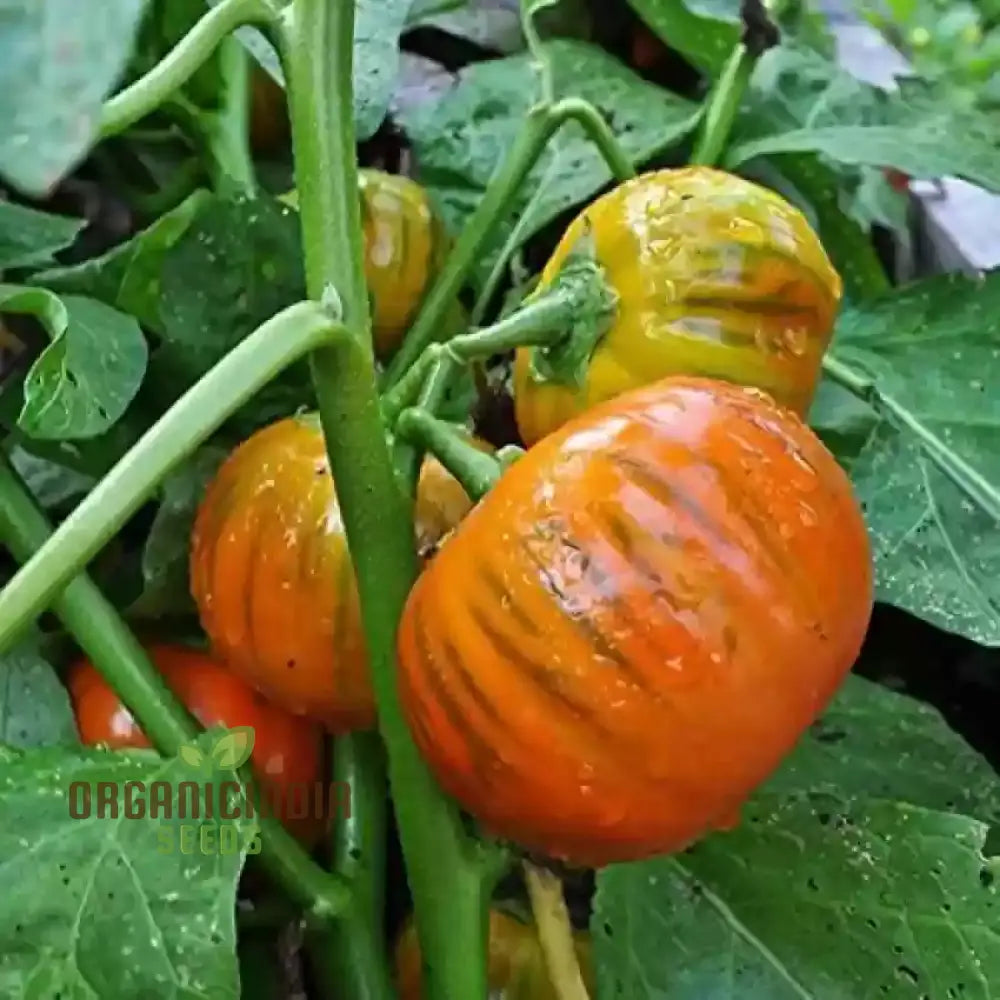 Eggplant Turkish Orange Seeds - Premium Quality For Planting And Gardening