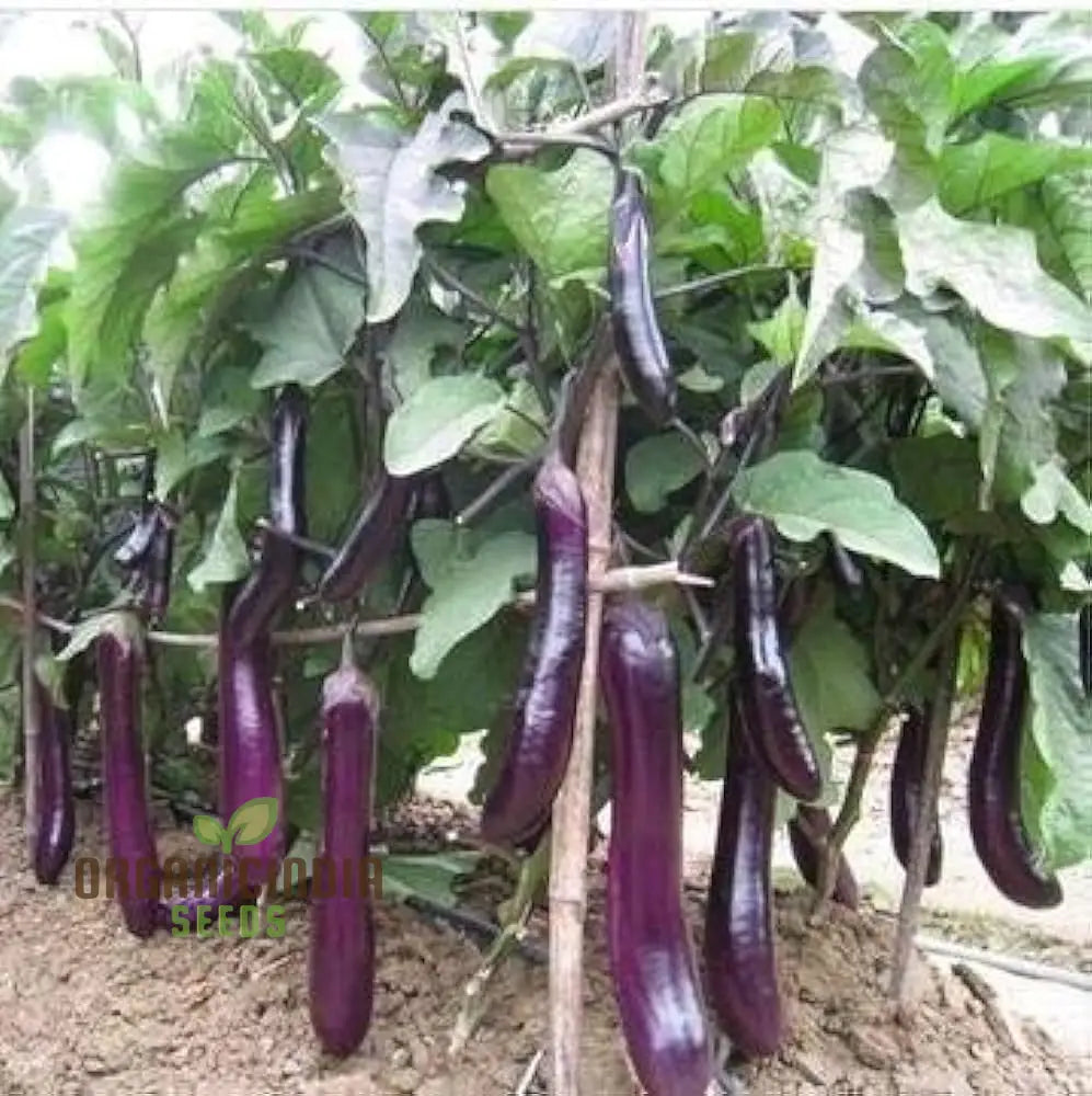 Eggplant Vegetable Seeds For Planting Brinjal Purple Long Grow At Home Kitchen Terrace And Backyard