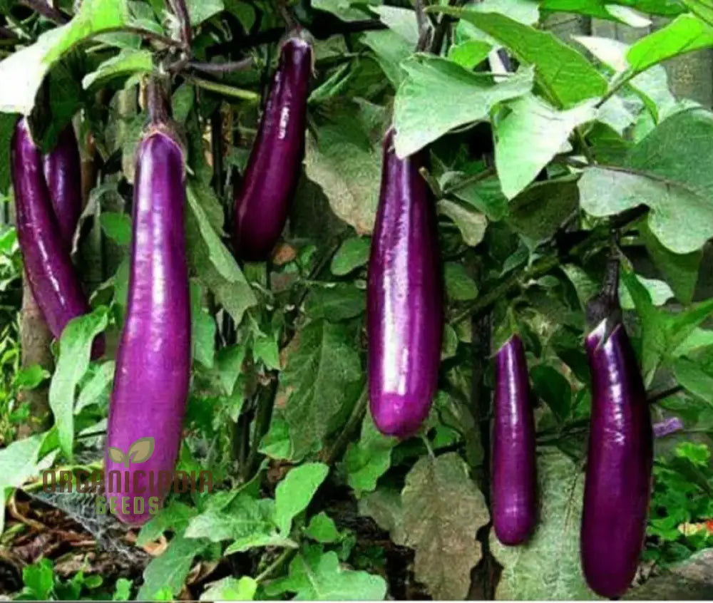 Eggplant Vegetable Seeds For Planting Brinjal Purple Long Grow At Home Kitchen Terrace And Backyard